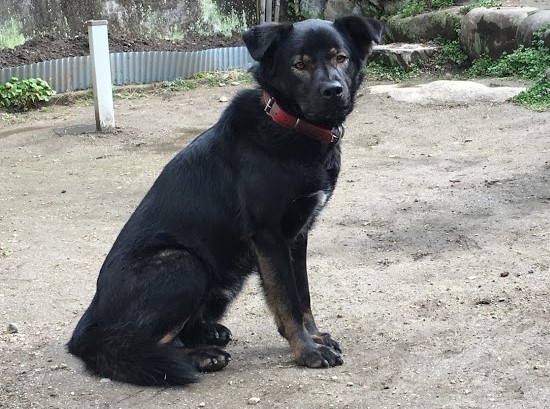 ラッキー 虐待されていた 雑種犬 オス 16 ペットの肖像画 Dear マロン
